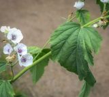 Althaea officinalis. Средняя часть цветущего побега. Санкт-Петербург, Ботанический сад БИН РАН, альпийская горка, в культуре. 09.09.2020.