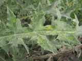 Cirsium cephalotes