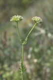 Valerianella uncinata