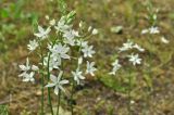 Ornithogalum fischerianum