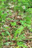 Taraxacum mongolicum