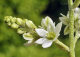 Veratrum dahuricum