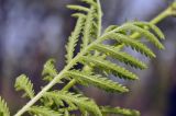 Tanacetum boreale