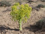 Ferula foetida. Цветущее растение. Узбекистан, Навоийская обл., Канимехский р-н, юго-западный Кызылкум, останцовый хр. Кульджуктау, около 400 м н.у.м., эфемероидово-солянково-полынное сообщество. 10.04.2021.