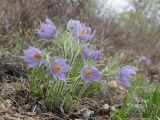 Pulsatilla multifida. Цветущее растение. Амурская обл., Архаринский р-н, отроги Малого Хингана, горный луг на склоне южной экспозиции. 21.05.2022.