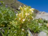 Pedicularis condensata. Верхушка побега с соцветием. Карачаево-Черкесия, Урупский р-н, Кавказский биосферный заповедник, Имеретинский горный узел, СВ склон пика Ставрополь, верхняя стоянка Имеретинской тропы, ≈ 2400 м н.у.м., альпийский луг. 28.07.2022.