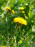 Taraxacum officinale