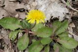 Taraxacum thracicum