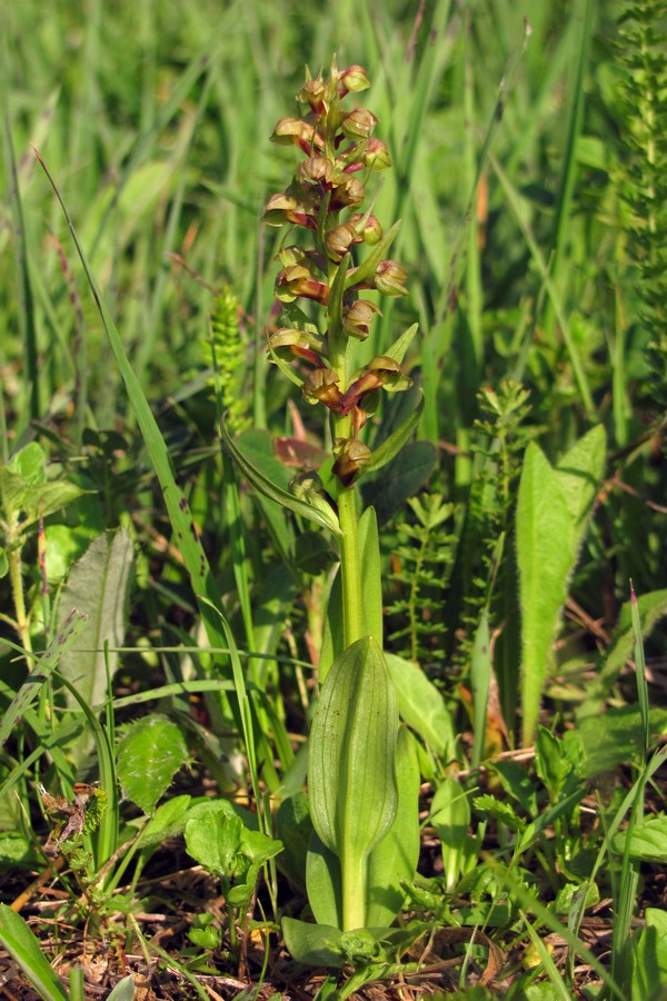 Изображение особи Dactylorhiza viridis.