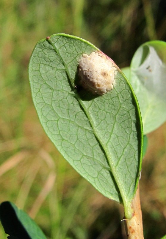 Изображение особи Vaccinium uliginosum.