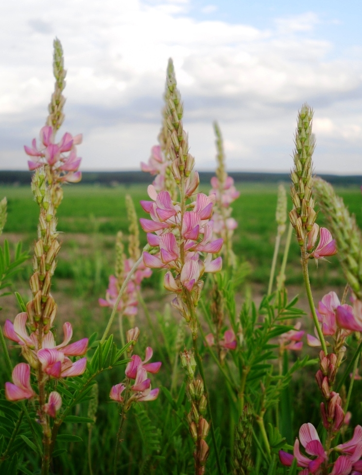 Изображение особи Onobrychis arenaria.