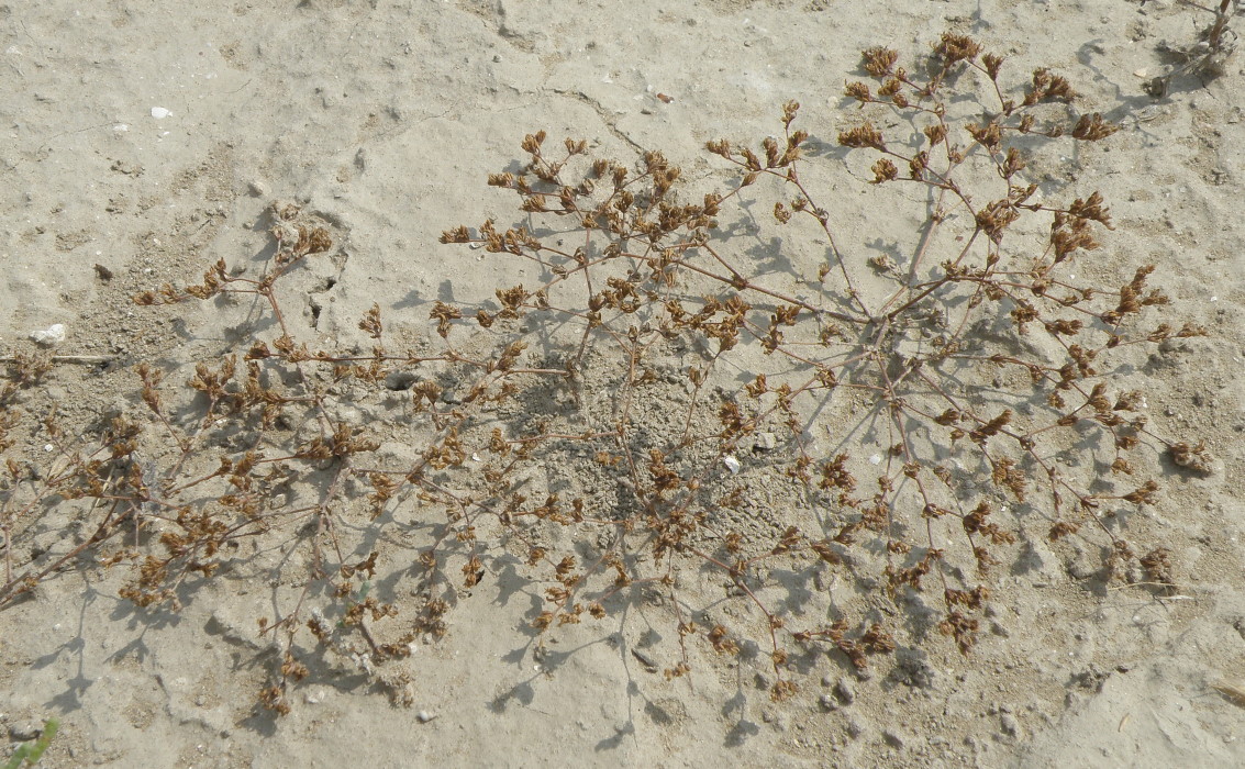 Изображение особи Frankenia pulverulenta.