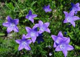 Campanula wolgensis