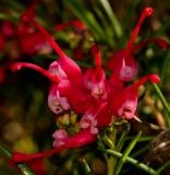 Grevillea rosmarinifolia. Соцветие. Израиль, Шарон, пос. Кфар Шмариягу, сквер, в культуре. 18.02.2014.