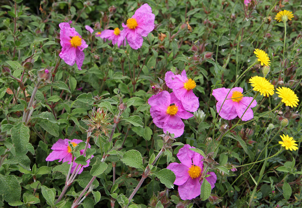 Изображение особи Cistus creticus.