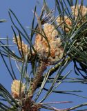 Pinus sylvestris. Ветка с микростробилами. Германия, г. Дюссельдорф, Ботанический сад университета. 04.05.2014.
