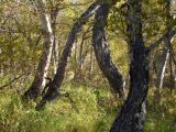 Betula ermanii. Стволы взрослых деревьев, растущих в каменноберёзовом лесу. Камчатский край, Елизовский р-н.