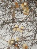 Symphoricarpos разновидность laevigatus