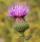 Cirsium ukranicum