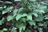 Donax canniformis. Верхушка вегетирующего растения. Андаманские острова, остров Хейвлок, влажный тропический лес. 01.01.2015.