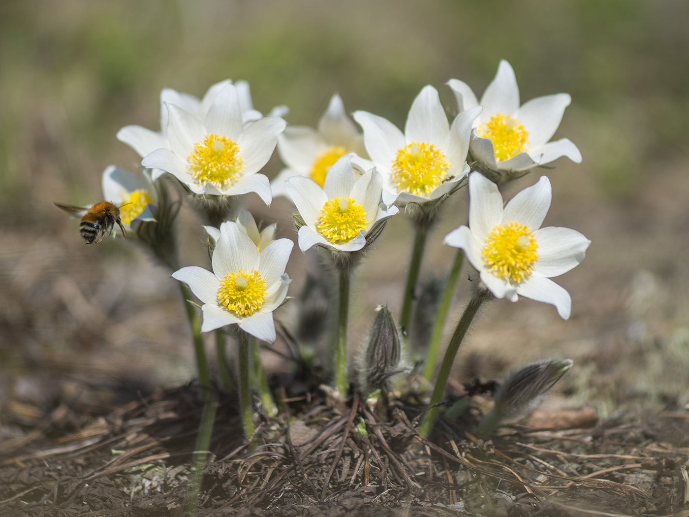 Изображение особи Pulsatilla uralensis.