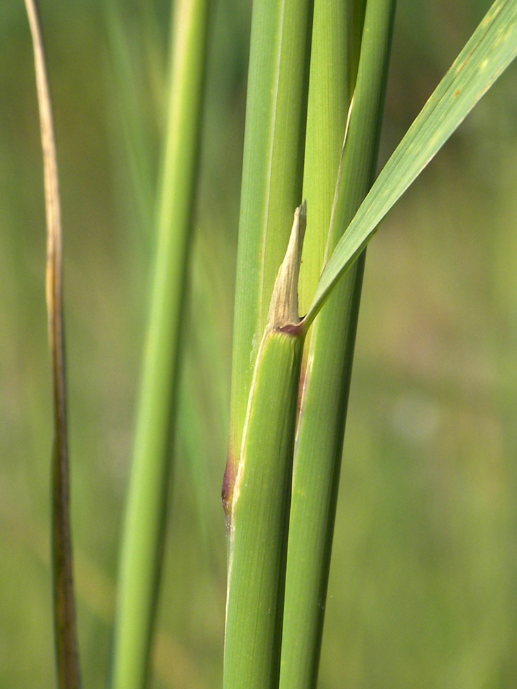 Изображение особи Calamagrostis pseudophragmites.