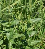 Lychnis chalcedonica