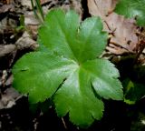 Sanicula europaea