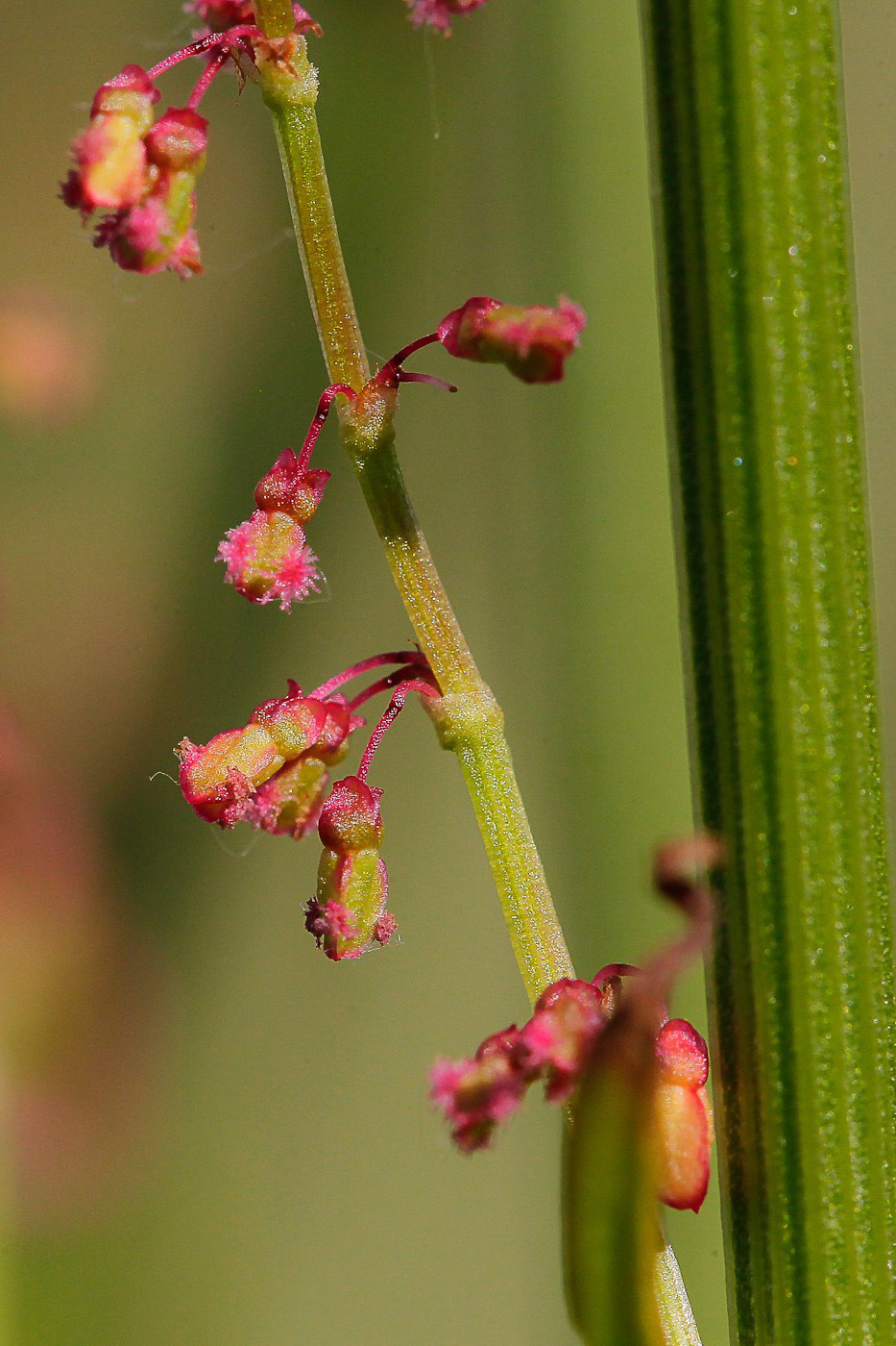 Изображение особи Rumex acetosa.