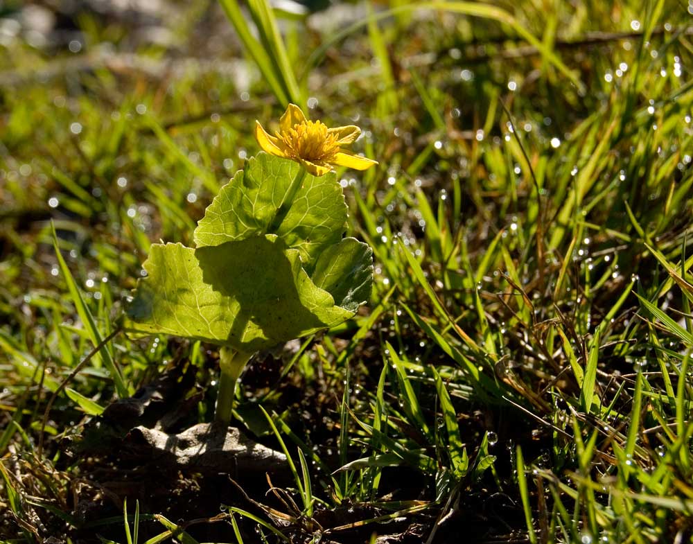 Изображение особи Caltha palustris.