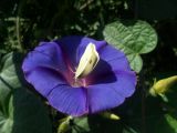 Ipomoea purpurea