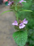 Clinopodium chinense