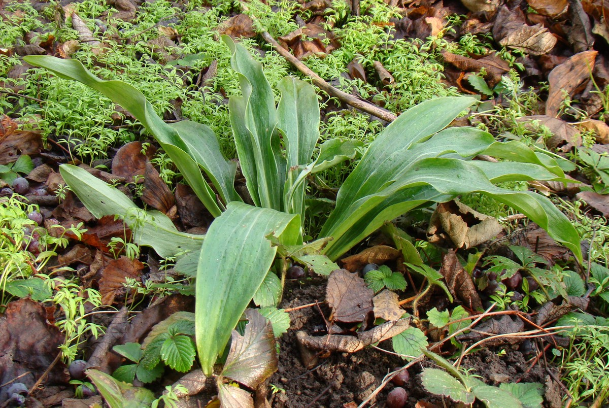 Изображение особи Lilium candidum.