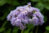 Ageratum houstonianum. Соцветие. Владивосток, Ботанический сад. 12.09.2016.