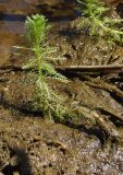 Myriophyllum verticillatum. Вегетирующее растения на прибрежном иле. Украина, г. Запорожье, о-в Хортица, южная часть острова, озеро. 12.08.2016.