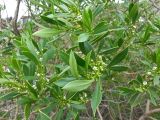 Myoporum acuminatum. Побеги с цветками. Греция, Эгейское море, север о. Парос, окр. г. Науса (Naousa), территория яхтенной верфи. 05.04.2017.