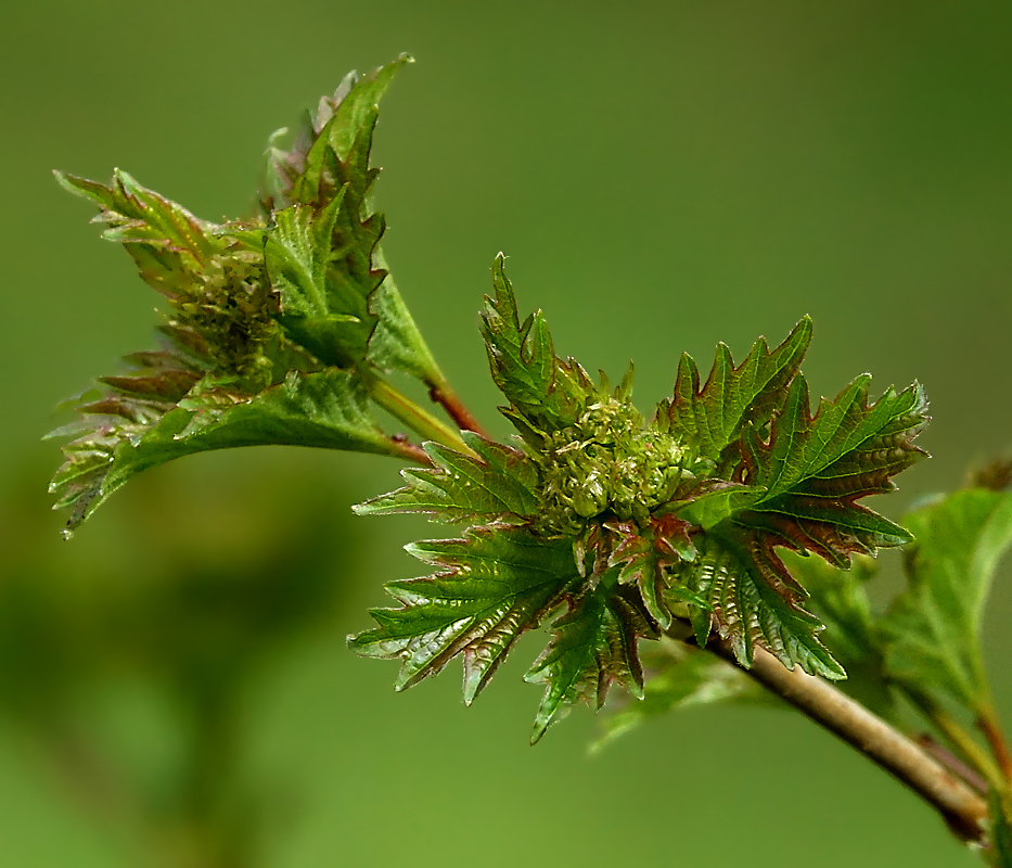 Изображение особи Viburnum opulus.