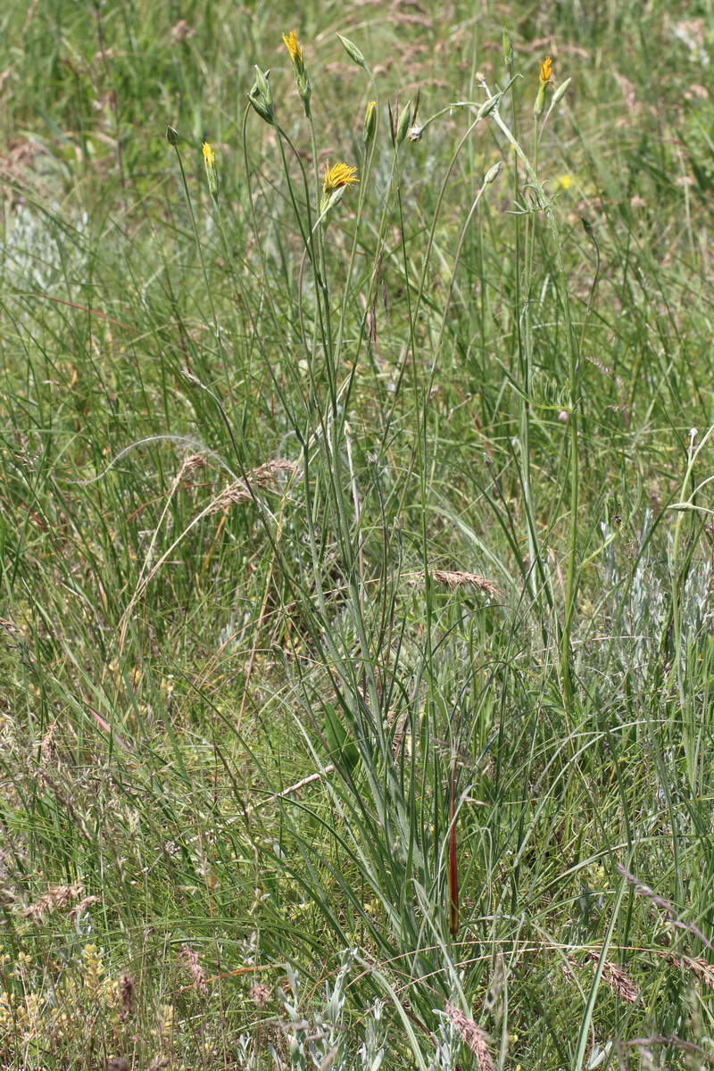 Изображение особи Scorzonera stricta.