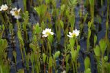 Ranunculus pallasii