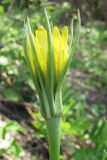 Tragopogon dubius