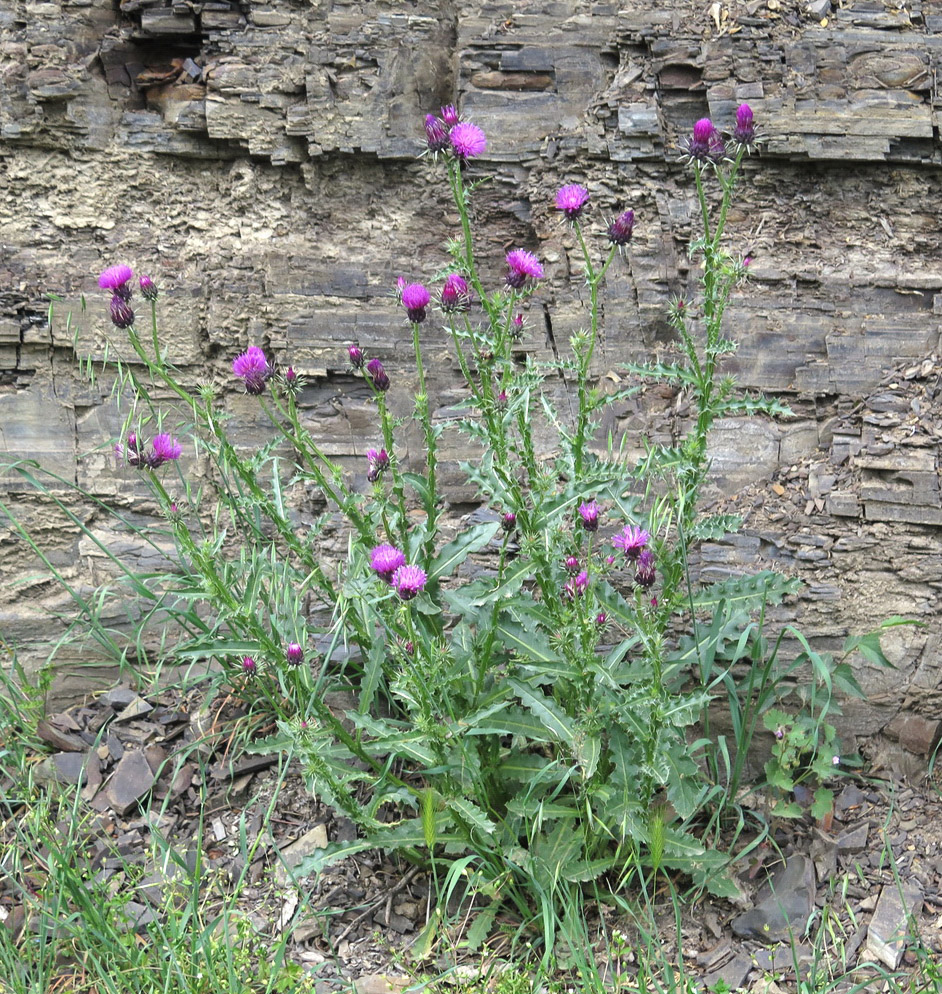 Изображение особи Carduus onopordioides.