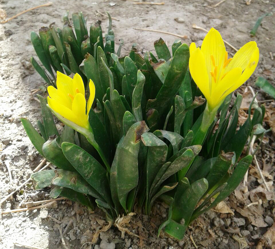 Изображение особи Sternbergia fischeriana.