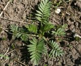 Valeriana officinalis. Вегетирующее растение. Костромская обл., Костромской р-н, окр. пос. Козловы Горы, сероольшанник вдоль берега р. Волга. 07.05.2017.