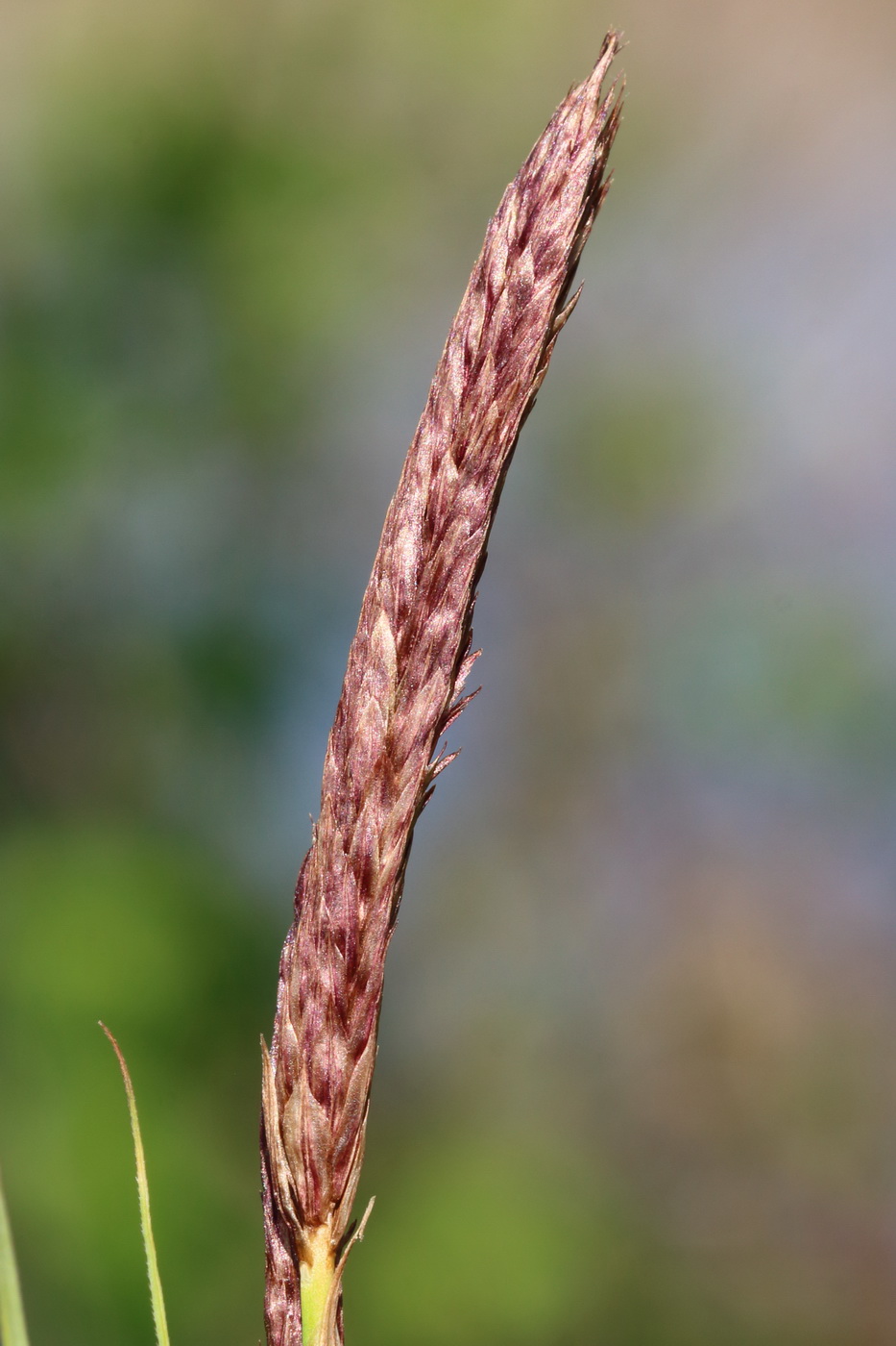 Изображение особи Carex riparia.