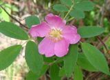 Rosa acicularis