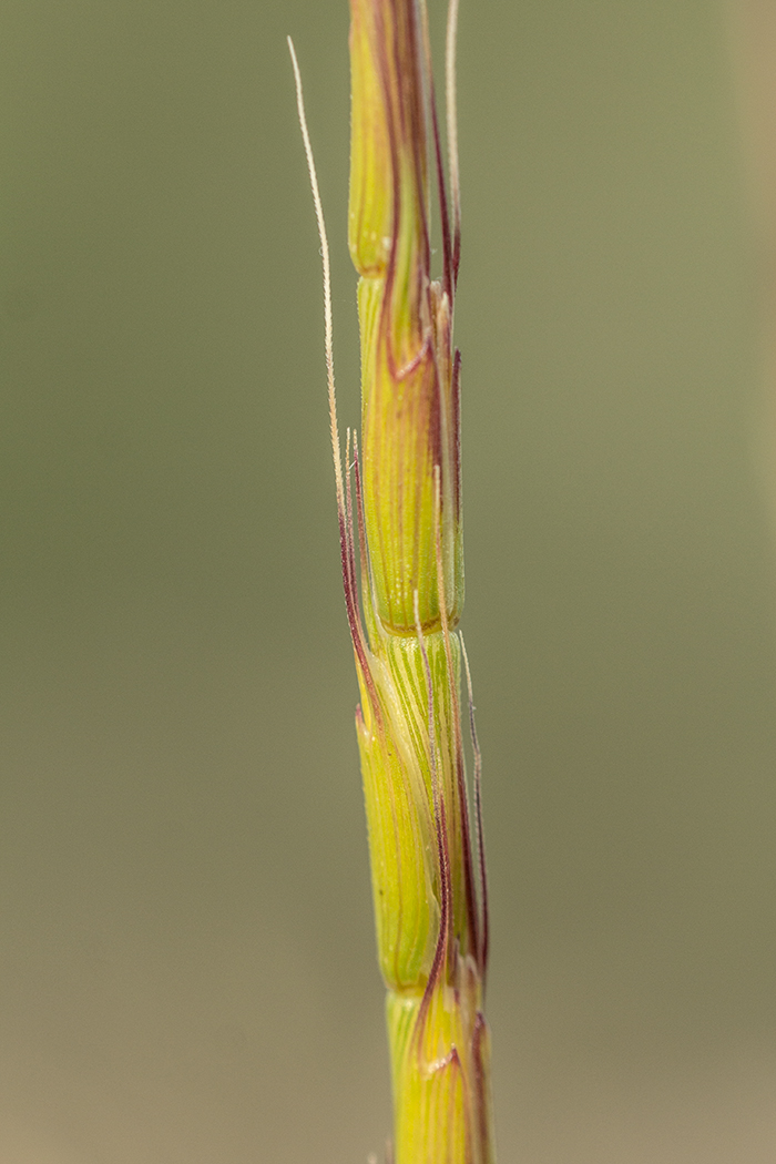 Изображение особи Aegilops cylindrica.