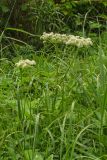 Angelica sylvestris