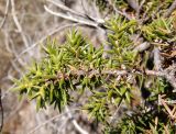 Juniperus deltoides. Ветвь. Южный берег Крыма, возле пос. Новый Свет, Тропа Голицына, над Синей бухгой. 12.08.2018.