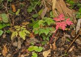 Geranium robertianum. Растение в осенней окраске. Башкортостан, Кугарчинский р-н, окр. дер. Мурадымово, природный парк \"Мурадымовское ущелье\", долина р. Большой Ик, нижняя часть склона скального массива вдоль реки, лиственный лес. 3 сентября 2018 г.