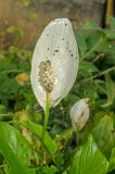 Spathiphyllum wallisii. Верхушка доцветающего побега. Пермь, Свердловский р-н, в озеленении. 29 августа 2018 г.